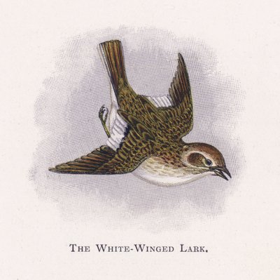 The White-Winged Lark by Alexander Francis Lydon